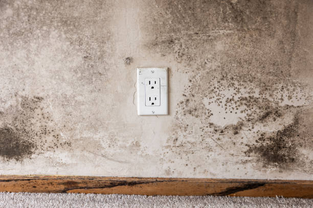 Best Basement Mold Removal  in Opelika, AL