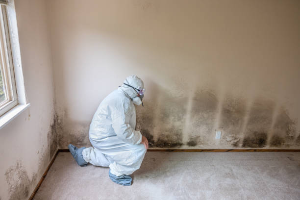 Mold Removal for HVAC Installations in Opelika, AL