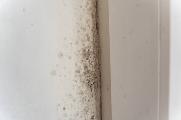 Best Air Quality Testing for Mold Spores  in Opelika, AL